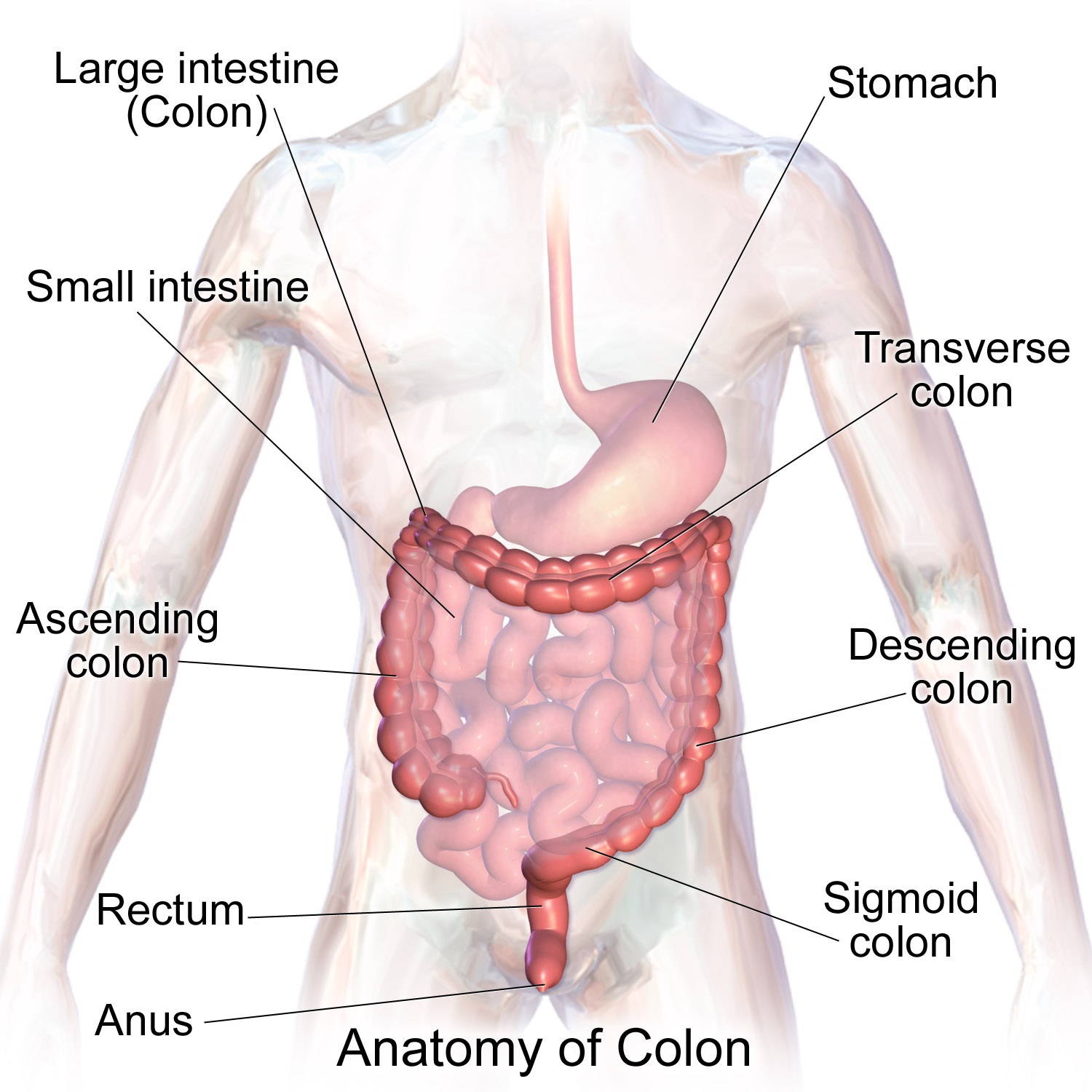 sindrome del colon irritabile