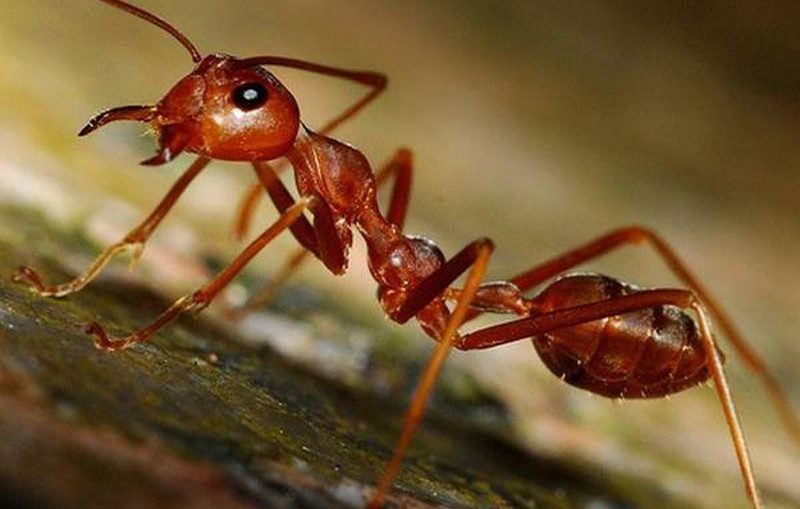 formiche in casa rimedi naturali