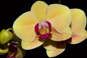 Consigli per coltivare l'orchidea in casa e in giardino