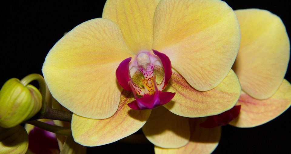 Consigli per coltivare l'orchidea in casa e in giardino
